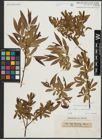 Foto von Salix alba L. x Salix pentandra L.